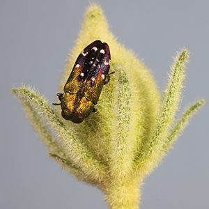 Neospades chrysopygia, PL3599A, male, on Hibiscus solanifolius (PJL 3011) bud, NW, 6.5 × 2.7 mm